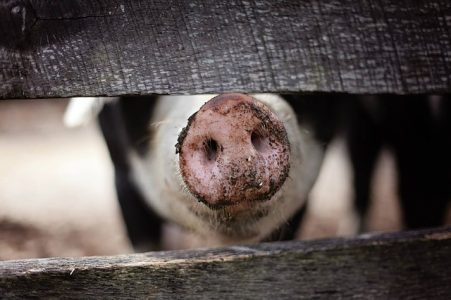 Nude obezbeđen obrok, plaćene troškove prevoza, izradu radne i boravišne dozvole