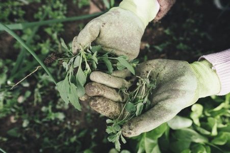 Posao 2025 Švajcarska rad u hortikulturi