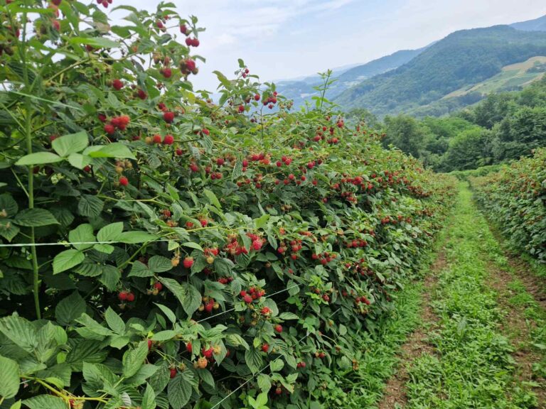 RADNICI ZA BERBU MALINA